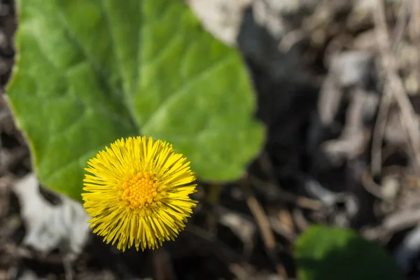 Sárga Coltsfoot Levél Egy Lime Talajban Tavasszal — Stock Fotó