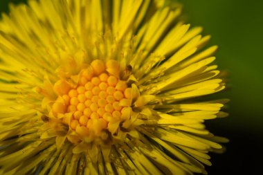 Arı poleni güneşte Coltsfoot detay görünümünden
