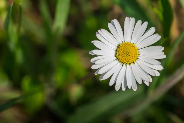 Virágos Százszorszép Virág Részlet Kilátás Tavasszal — Stock Fotó