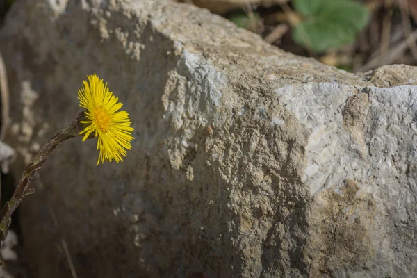 Blossom Coltsfoot Rock Sun — Stock Photo, Image