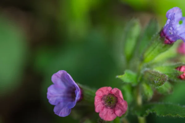 Flores Coloridas Lungwort Primavera — Fotografia de Stock