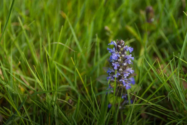 Blomma Krypande Humla Det Gröna Gräset — Stockfoto