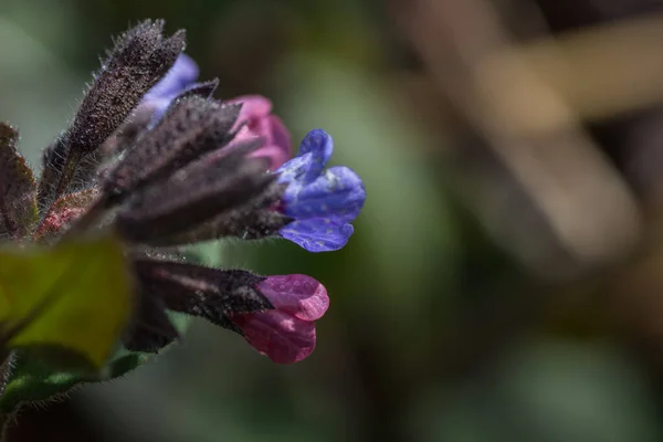 Lungwort Colorido Fresco Primavera Naturaleza — Foto de Stock