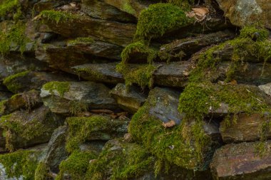 Orman manzarasında taşlarda yosun var.