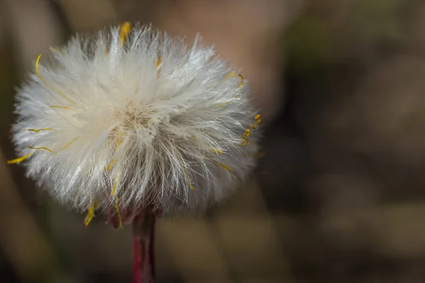 Vervaagde Coltsfoot Het Voorjaar Zon Groot Uitzicht — Stockfoto