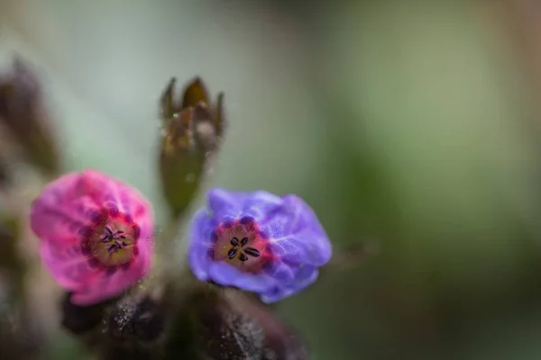 Red Blue Blossoms Forest Spring — Stock Photo, Image