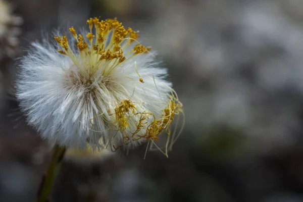 Delvis Bleka Coltsfoot Våren Med Mjuk Bakgrund — Stockfoto