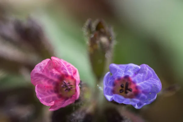 Vermelho Azul Flores Lungwort Detalhe Vista — Fotografia de Stock