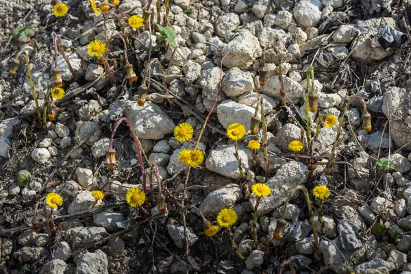 Sok Virág Coltfoot Földön Egy Kőbányában — Stock Fotó