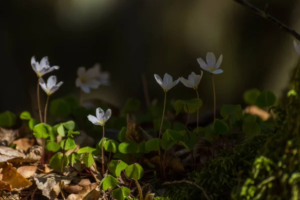 Frischer Sauerklee Sonne Und Schatten — Stockfoto