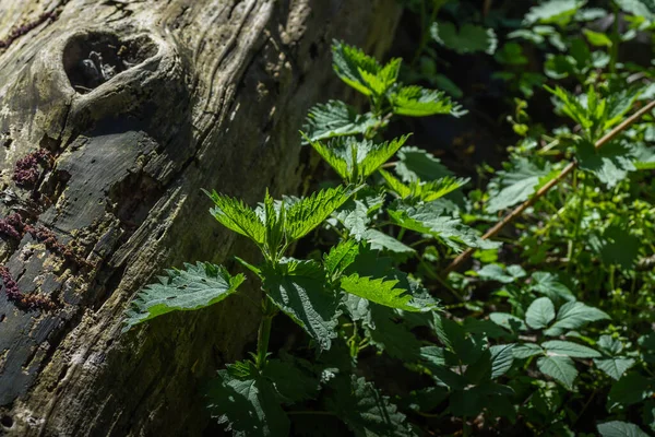 Kopřivy Kmene Stromu Lese Slunci — Stock fotografie