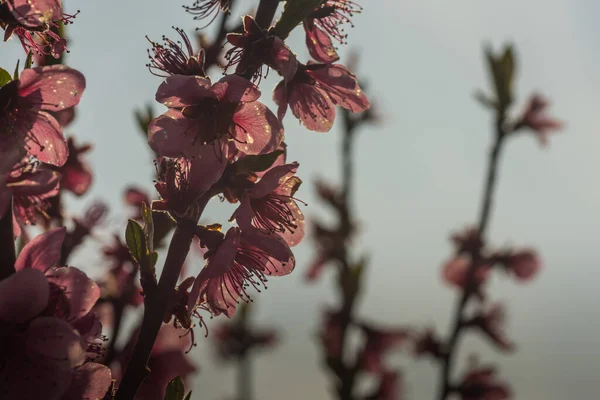 Arbusto Com Flores Rosa Sol Primavera — Fotografia de Stock