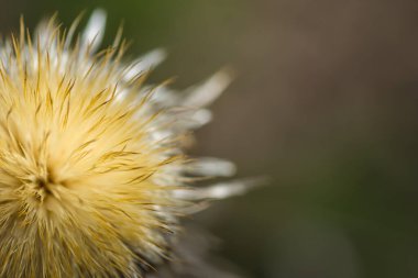 Ormanda yumuşak bir geçmişi olan devedikeni çiçeği.