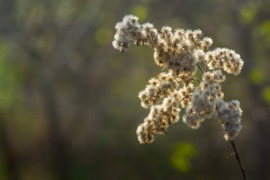 Baharda güneşte yumuşak beyaz çiçek açar.