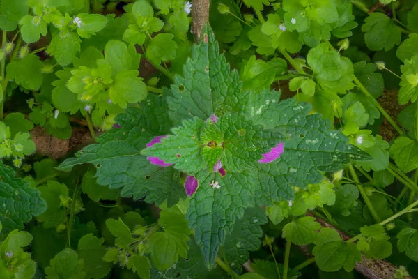 Urtiga Morta Cima Wih Muitas Plantas Floresta — Fotografia de Stock