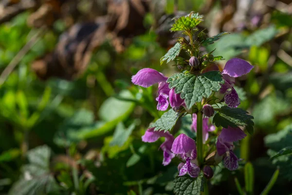 Urtiga Morta Fresca Sol Primavera — Fotografia de Stock