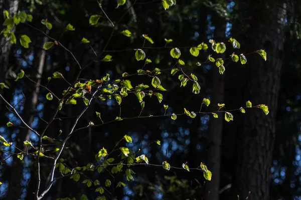 Glowing Green Leaves Sun Forest — Stock Photo, Image