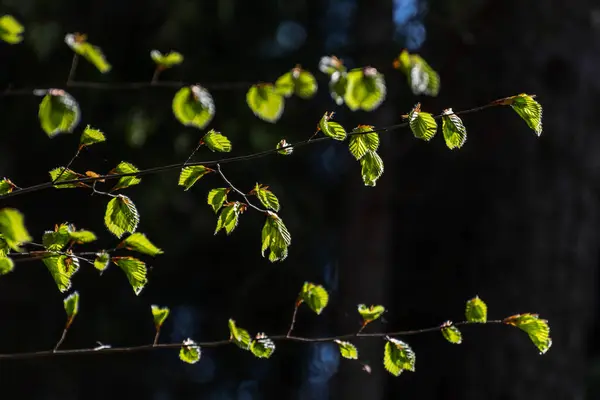 Gloeiende Groene Bladeren Het Bos Lente — Stockfoto