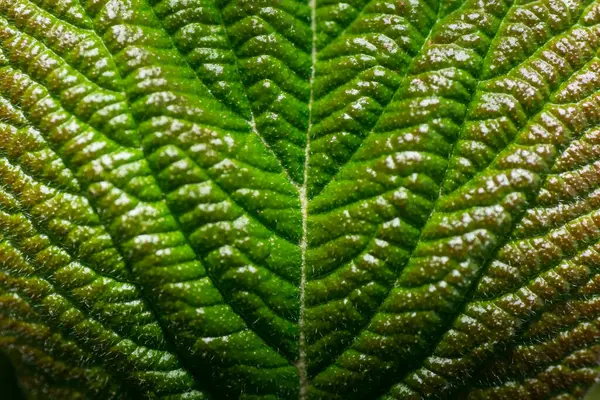 Strukture Partir Une Feuille Verte Soleil Macro Vue — Photo