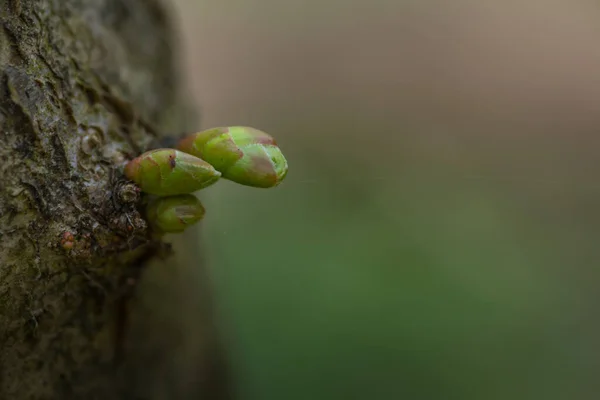 Grön Groddar Ett Träd Våren — Stockfoto