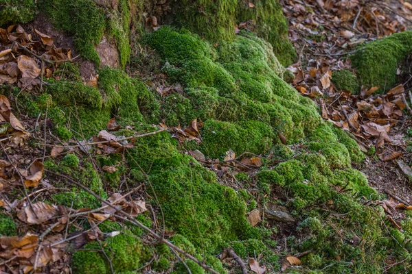 Musgo Verde Fresco Floresta Enquanto Caminhadas — Fotografia de Stock