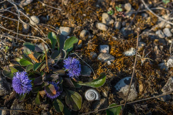 Fleurs Pourpres Douces Dans Nature Entre Les Pierres — Photo