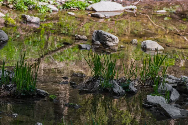 Grashalm Mit Spiegelung Bach Und Sonne — Stockfoto