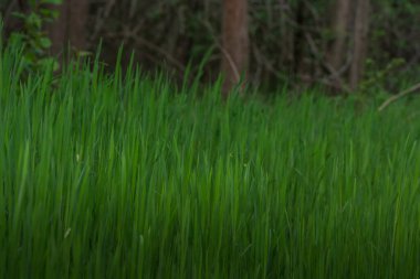 Doğada ve baharda yemyeşil taneler