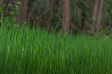 Ormanda ve baharda yemyeşil çimenler