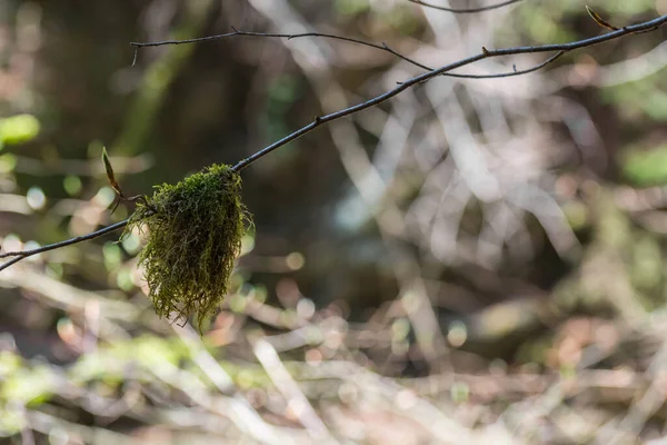 Beard Lichen Branch Forest Detail View — Stock Photo, Image