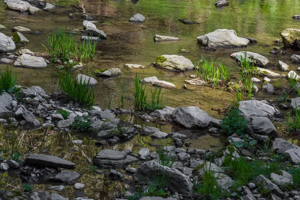 Steine Und Grashalme Wasser Beim Wandern — Stockfoto