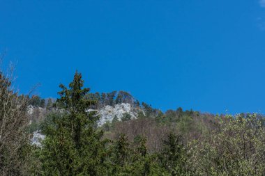 Dağlar ve ağaçlar mavi gökyüzüyle yürürken