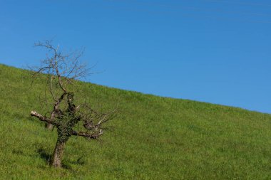 Mavi gökyüzü ile yeşil çimlerde tek bir ağaç