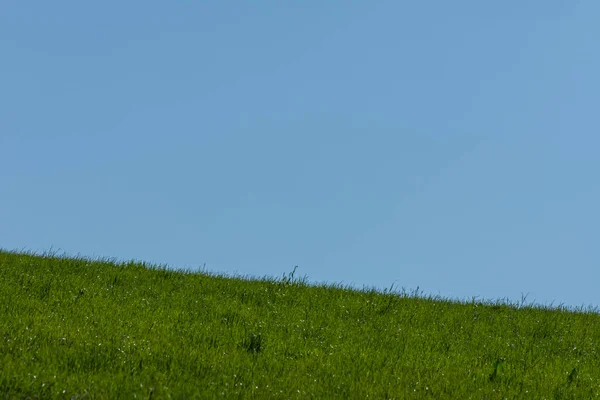 Green Lush Grass Blue Sky Spring — Stock Photo, Image