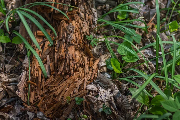 Baharda Orman Zemininde Çürümüş Odun — Stok fotoğraf