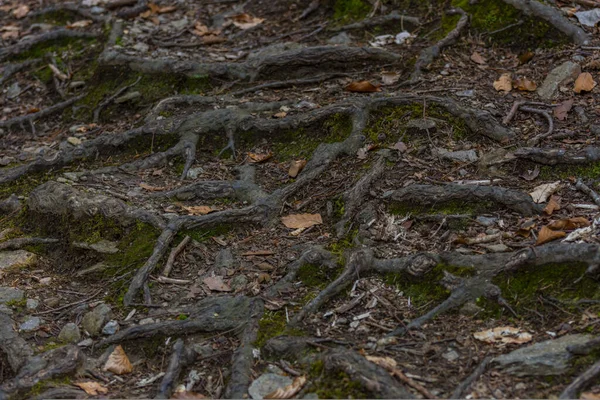 Mnoho Kořenů Lesní Půdě Horách — Stock fotografie