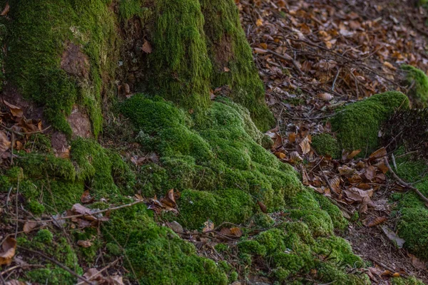 Пышный Зеленый Мох Лесу Время Похода — стоковое фото