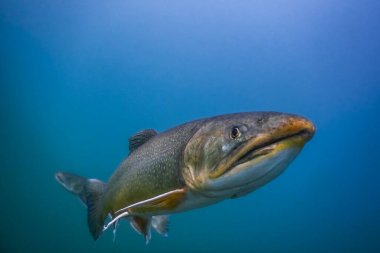 Dağlarda bir göle dalarken kameraya bakan balıklar.