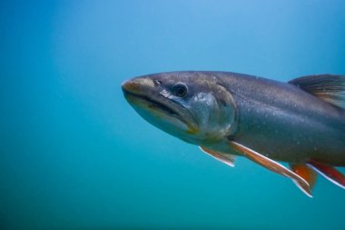 Dalgıçlık yaparken mavi suda büyük balıklar