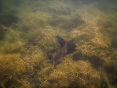 yayın balığı gölde dalarken yüksek bir dağda saklanır.