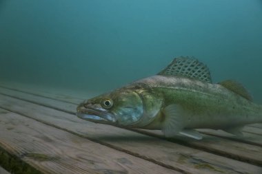 Turna balığı yazın göle dalarken