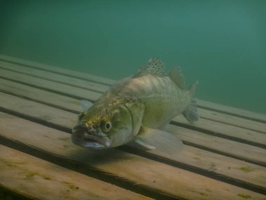 Pikelevrek sommer dalarken ahşap bir platformda kameraya bakıyor.