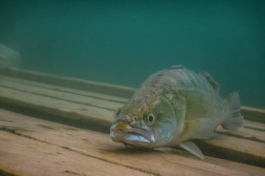 Yazın göle dalarken geniş bir manzara.