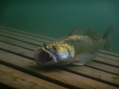 Bir gölde dalgıçlık yaparken tahta bir platformda ağzı açık bir pikelevrek.