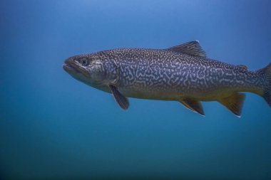 Dalgıçlık yaparken mavi sularda desenli güzel balıklar