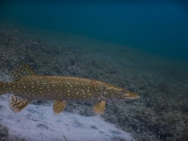 Güzel bir turna balığı berrak sularda bir göle dalarken