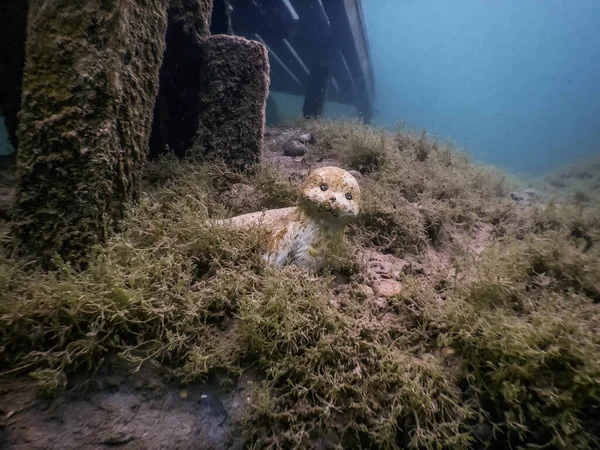 潜水时在湖畔塞农家的海豹像 — 图库照片