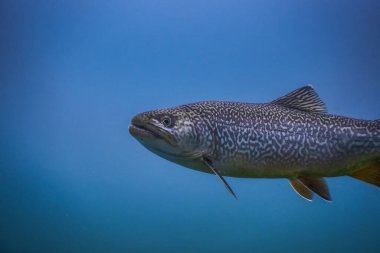 Güzel desenli balıklar mavi suyla gölün kenarında görünür.
