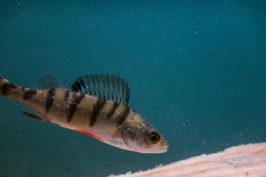 Mavi yeşil suya dalarken gölde küçük bir levrek.