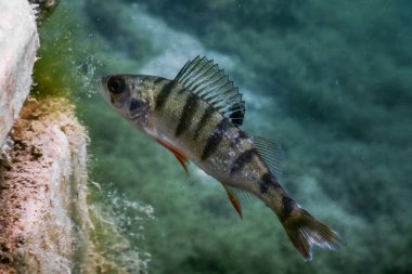 Bir platformla bir göle dalarken küçük bebek tüneği